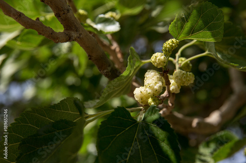 Mulberry, Gonabad, Khorasan Razavi, Iran