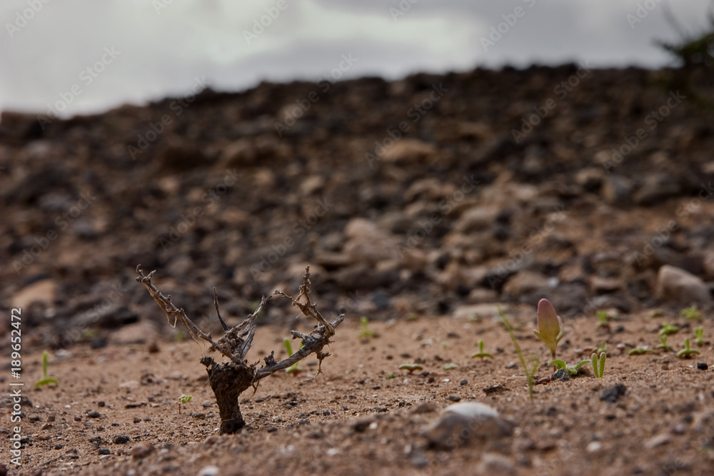 Fuerteventura Desert