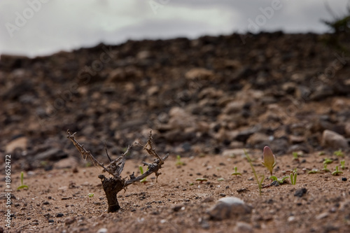 Obraz na płótnie Fuerteventura Desert w salonie