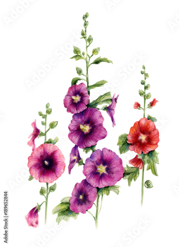 Malva flowers. Watercolor botanical illustration isolated on white background. Hand drawn.