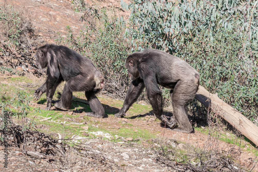 Chimpanzee male and female in mating season in natural habitat Chimpanzee male and female in mating season in natural habitat