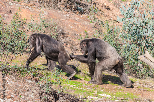 Chimpanzee male and female in mating season in natural habitat © Alfredo