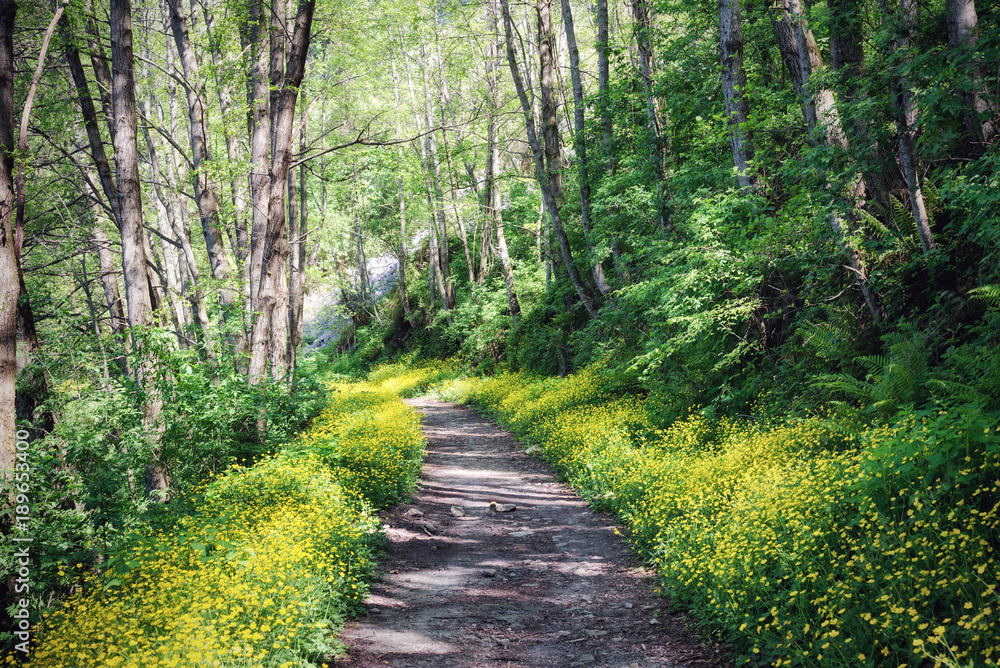 Flowers pathway