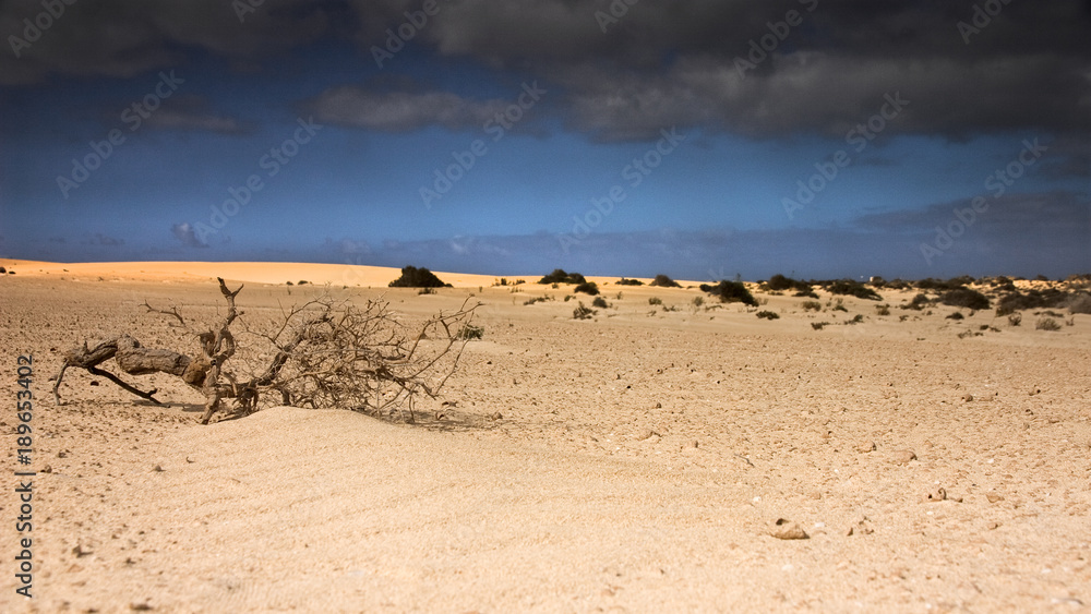 Fuerteventura Desert