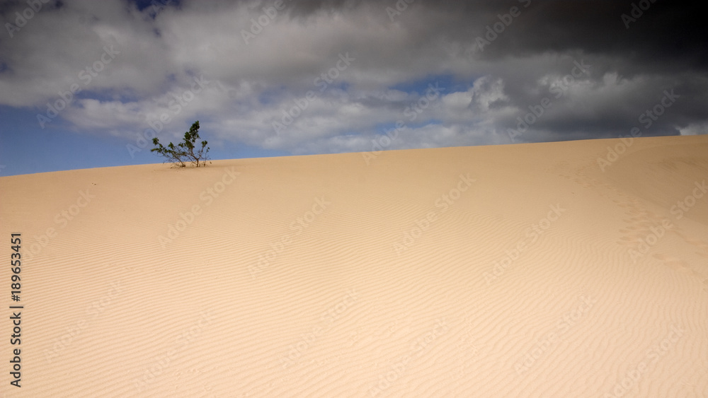 Fuerteventura Desert