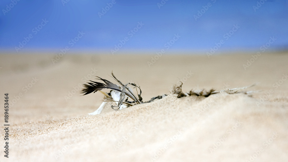 Fuerteventura Desert