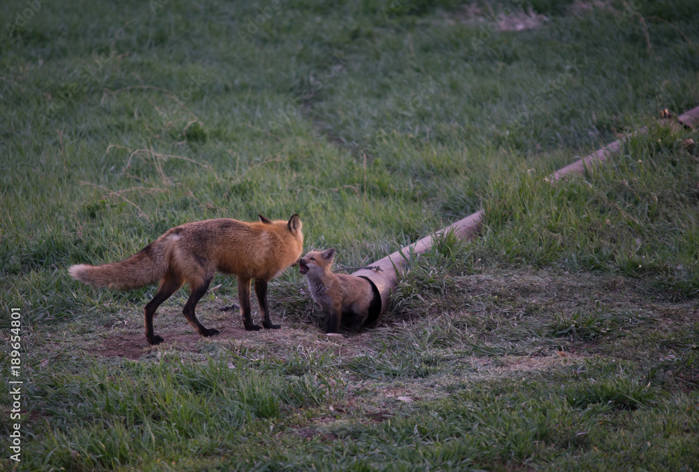 Mother Fox and Kit 3 Mother Fox and Kit 3
