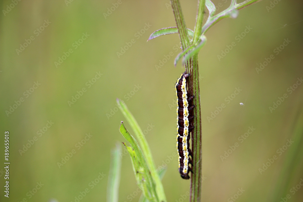 Black and yellow striped caterpillar on a plant stem.