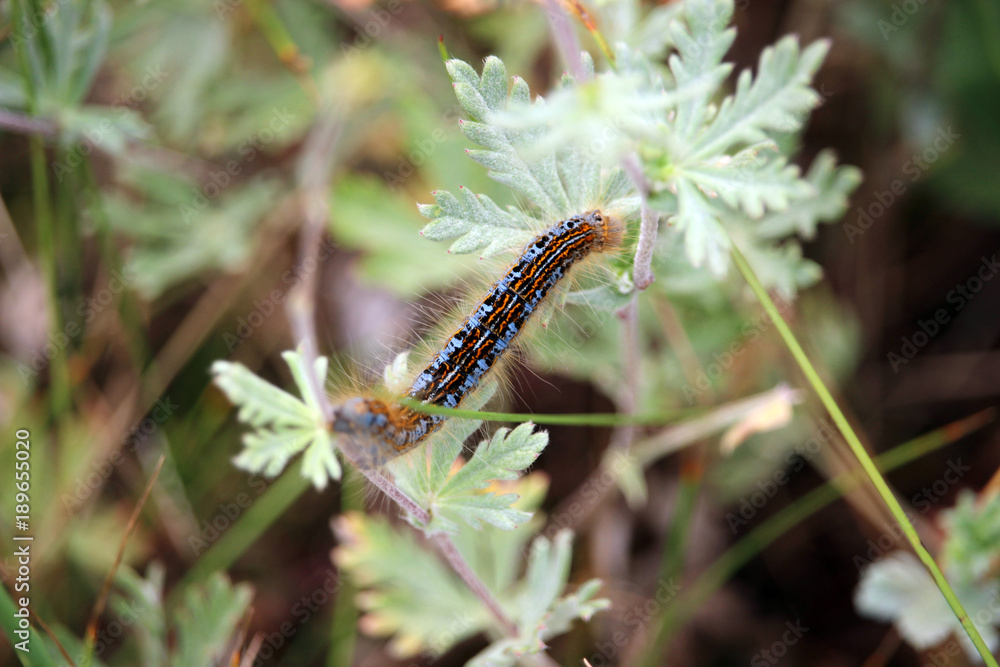Caterpillar of lackey moth climbing a meadow grasses. - obrazy, fototapety, plakaty 