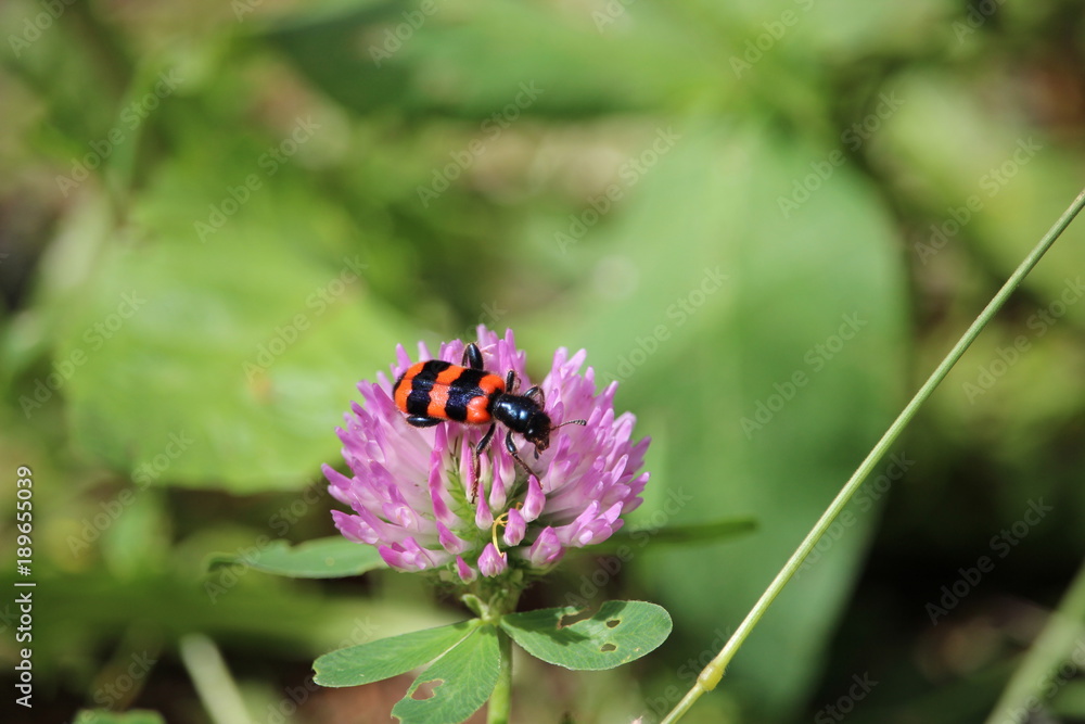 Garden black and red bug (burying beetle) sitting on a red clover blossom. Garden black and red bug (burying beetle) sitting on a red clover blossom.