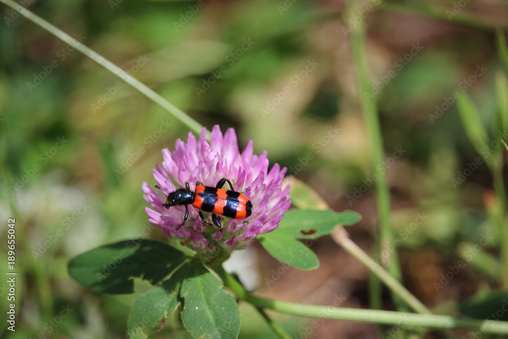Garden black and red bug (burying beetle) sitting on a red clover blossom. Garden black and red bug (burying beetle) sitting on a red clover blossom.