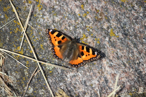 A butterfly, small tortoiseshell, sitting on a warm stone. National butterfly of Denmark.