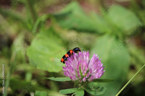 Garden black and red bug (burying beetle) sitting on a red clover blossom.
