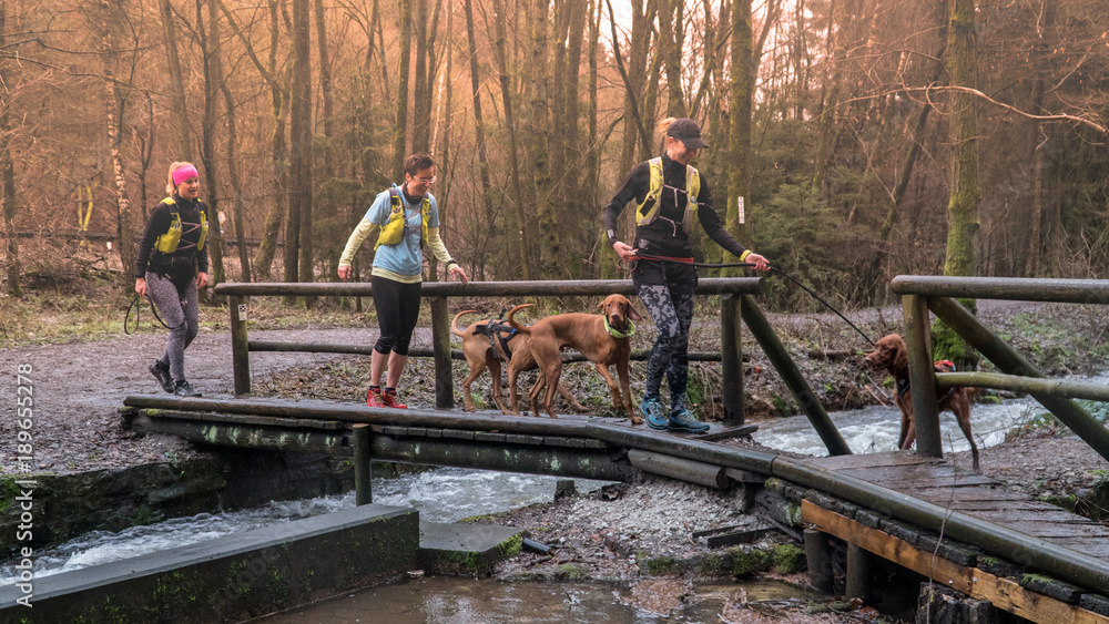 Women with dogs are walking along a wooden bridge across the river. Trekking in the forest.