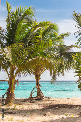 Guadeloupe, beautiful panorama of the beach, with coconut trees 