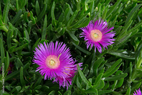 Delosperma Ice Plant  Khorasan Razavi  Iran