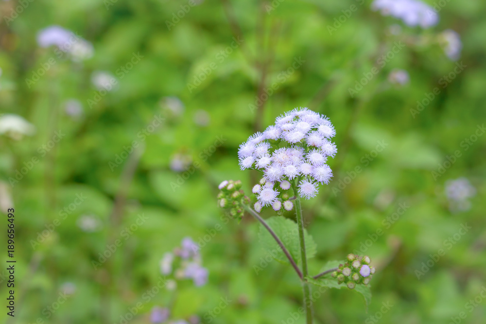 Little flower with blur green garden background Little flower with blur green garden background
