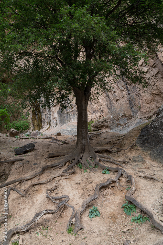 Naklejka premium Celtis caucasica, Khorasan Razavi, Iran