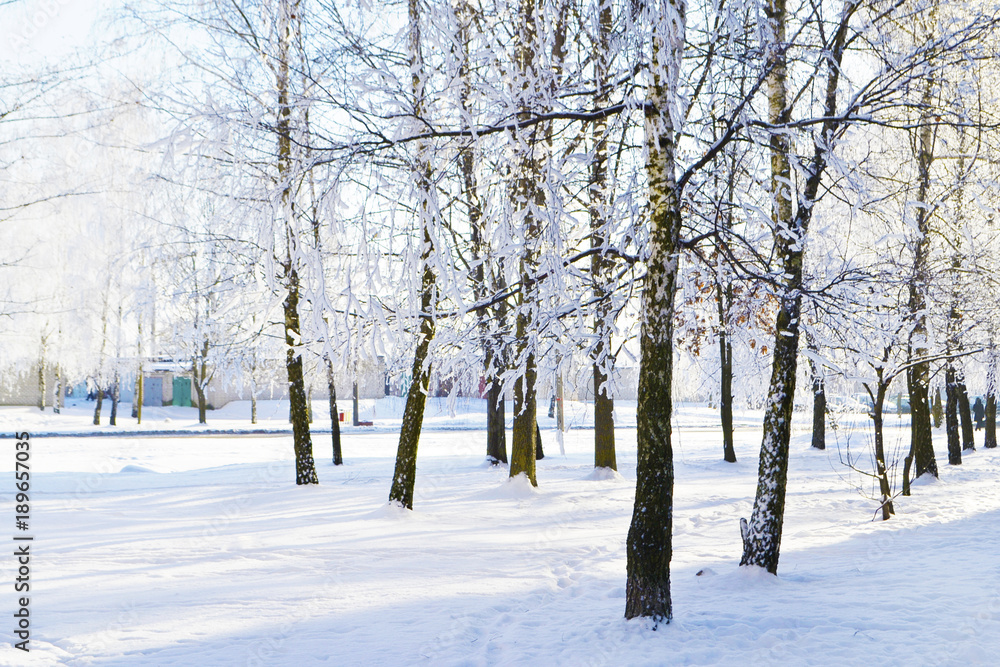 Fototapeta premium Drzewa w parku zimą. Jasny słoneczny dzień w winter park.