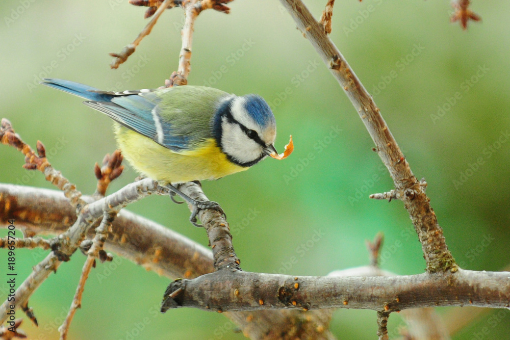 Obraz premium Blue tit