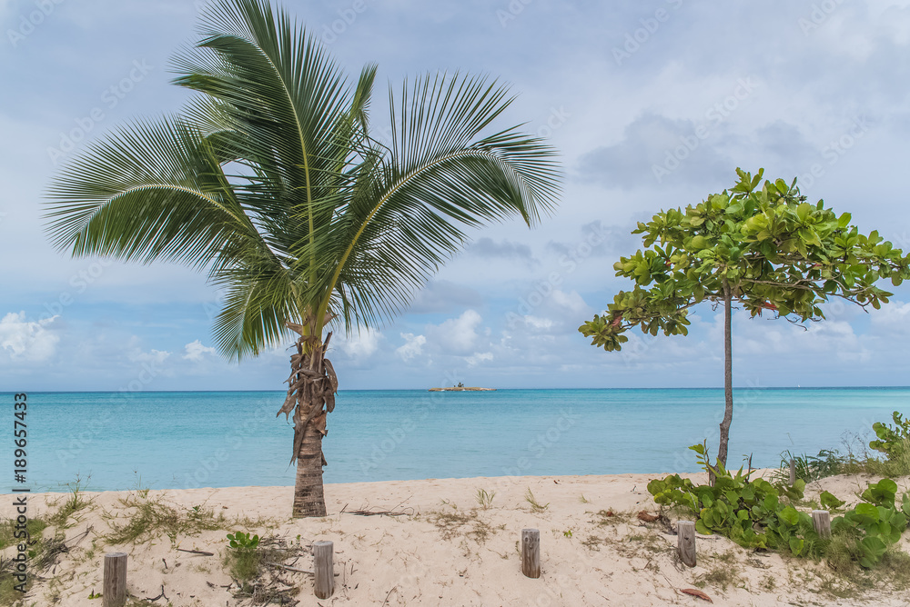  Guadeloupe, beautiful panorama of the beach, with coconut tree
