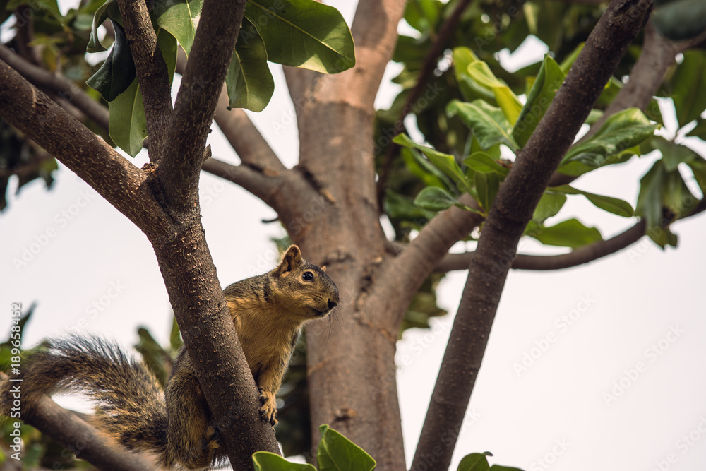 petit écureil dans un arbre petit écureil dans un arbre