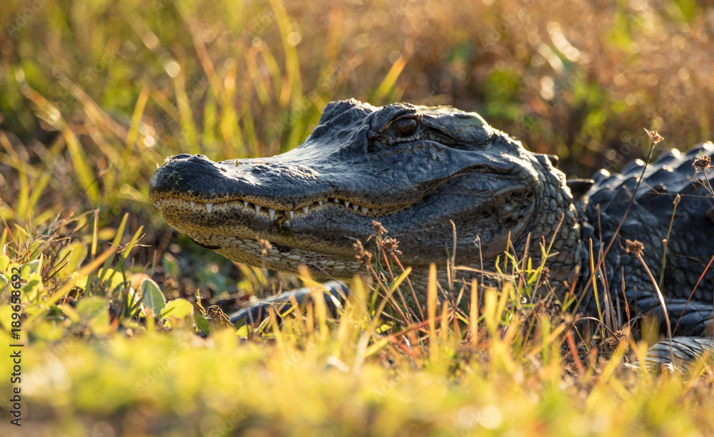 alligator gets toothy close up at sunset alligator gets toothy close up at sunset