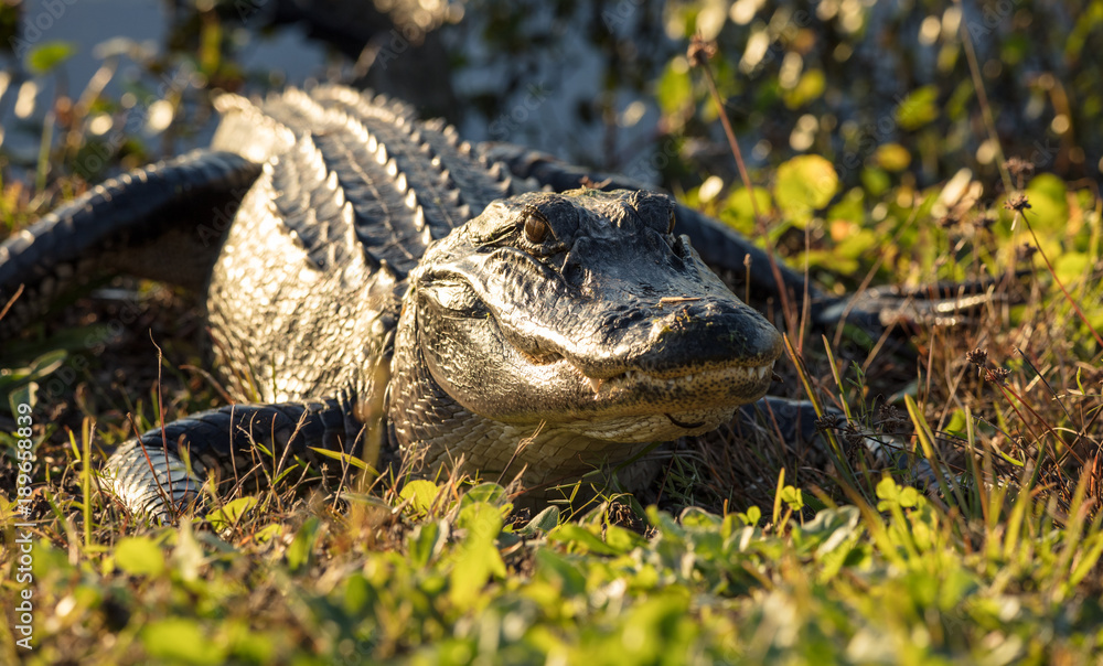 Obraz premium alligator close up while sunning on the banks of the wetlands