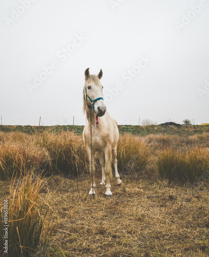 beautiful white mare in field in cold cloudy afternoon