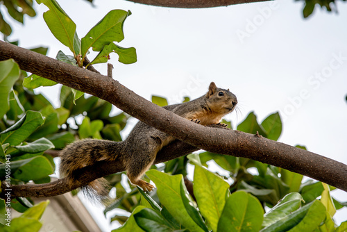 petit écureil dans un arbre