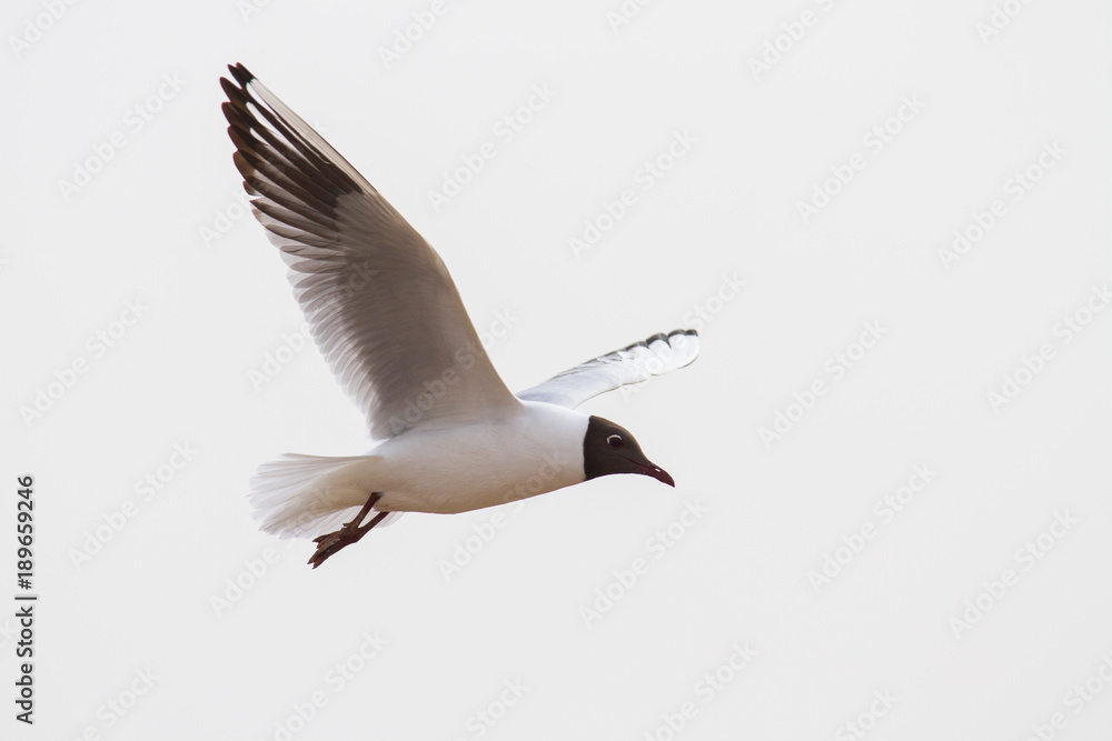 Obraz premium mediterranean gull in flight