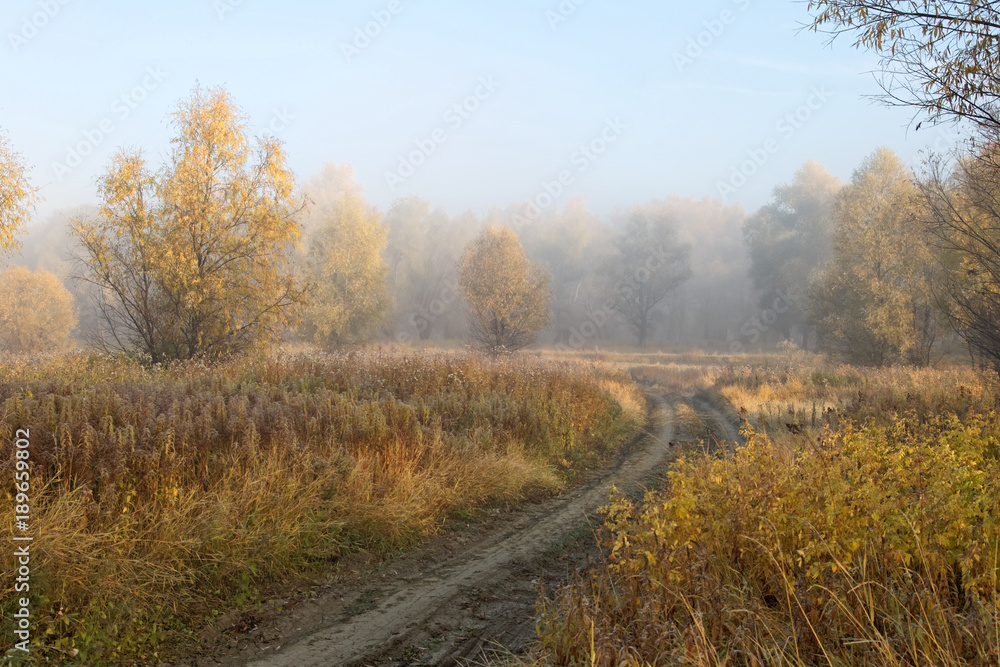 A cold autumn morning in the Siberian forest