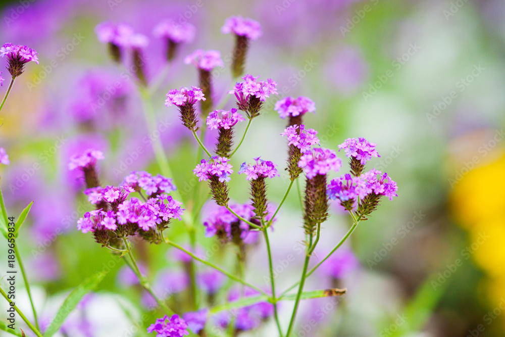 Obraz premium Wild summer flowers 