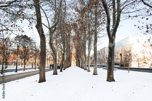 Snowy park with trees