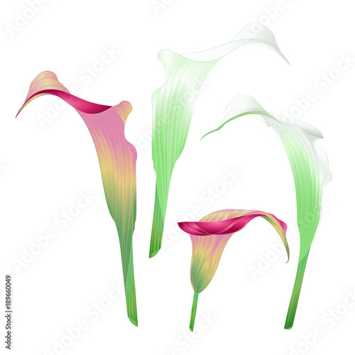 Calla lily white and pink flowers   herbaceous perennial ornamental plants on a white background  vintage  vector illustration editable hand draw