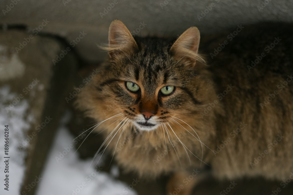 a careful look of the cat, gray fluffy cat