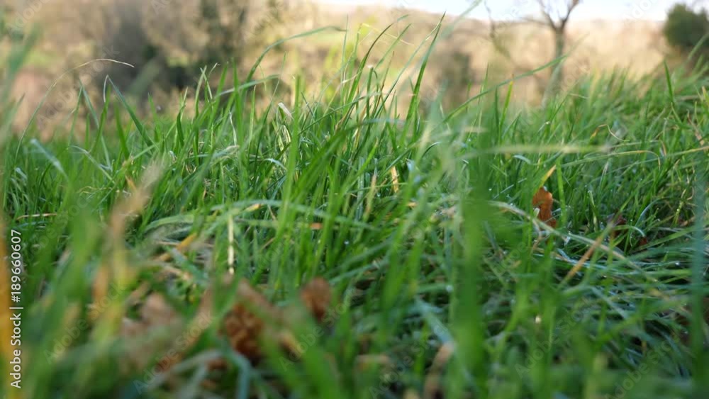 Green grass in the morning sunlight Green grass in the morning sunlight