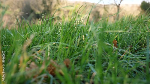 Green grass in the morning sunlight