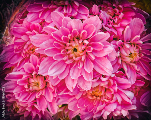 pink chrysanthemum flowers with strong vignette black frame