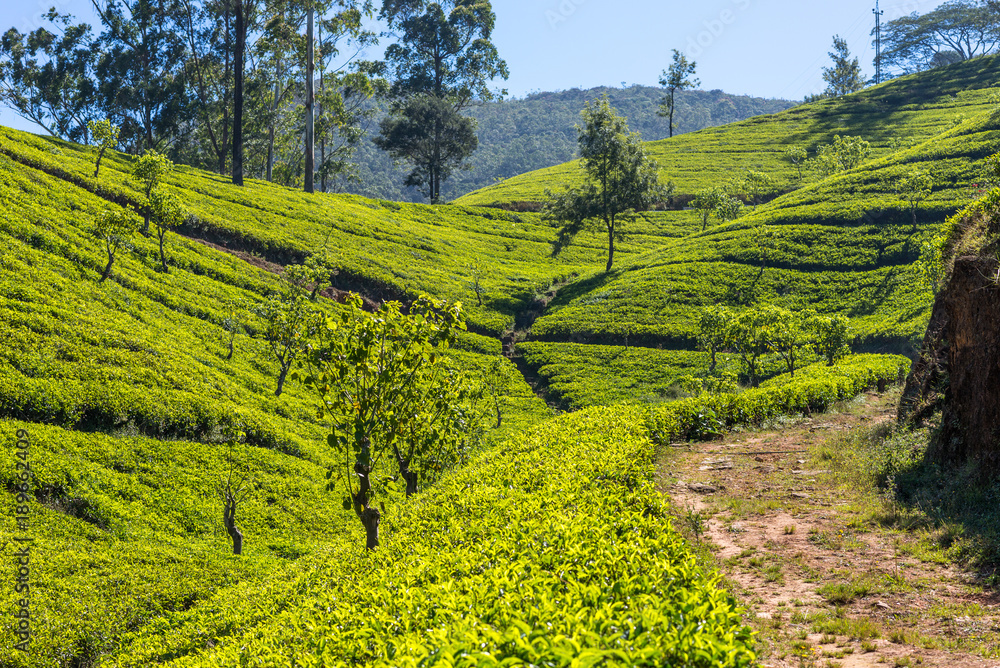 Tea plantation near the town Nuwara Eliya, approx 1900m above sea level. Tea production is on of the main economic sources of the country. Sri Lanka is the worlds fourth-largest producer of tea