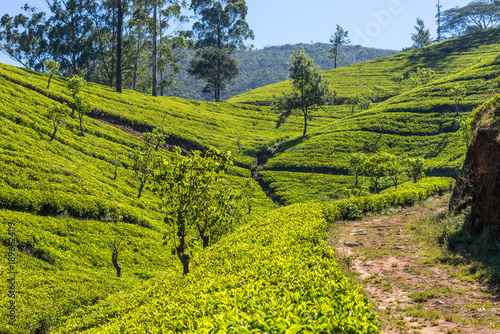 Tea plantation near the town Nuwara Eliya  approx 1900m above sea level. Tea production is on of the main economic sources of the country. Sri Lanka is the worlds fourth-largest producer of tea
