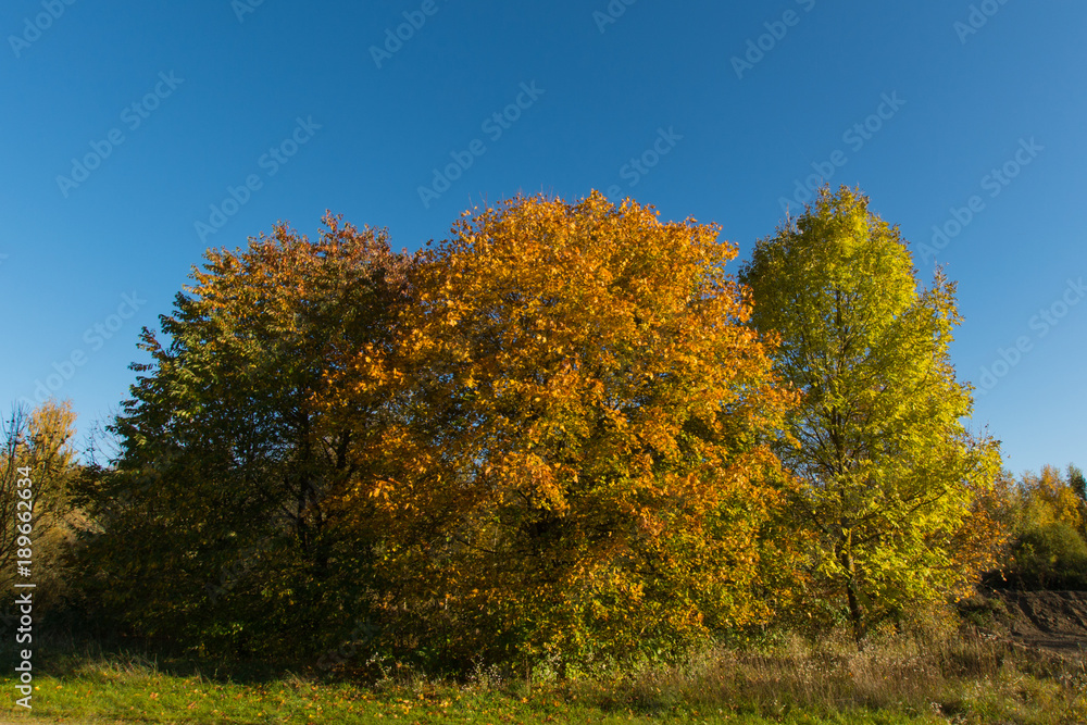 Herbst Bäume