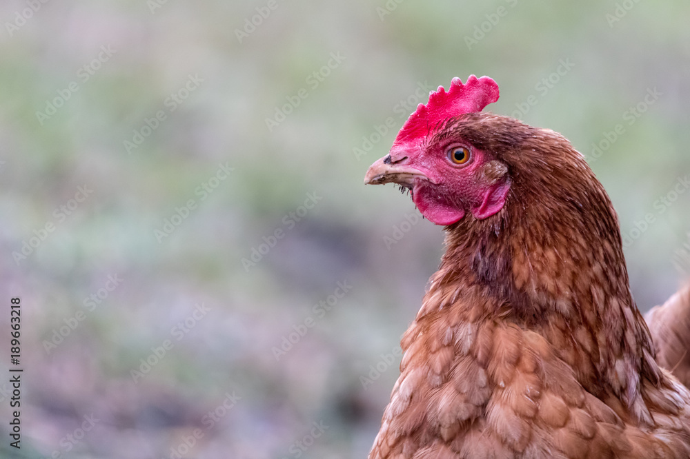 Portrait of chicken