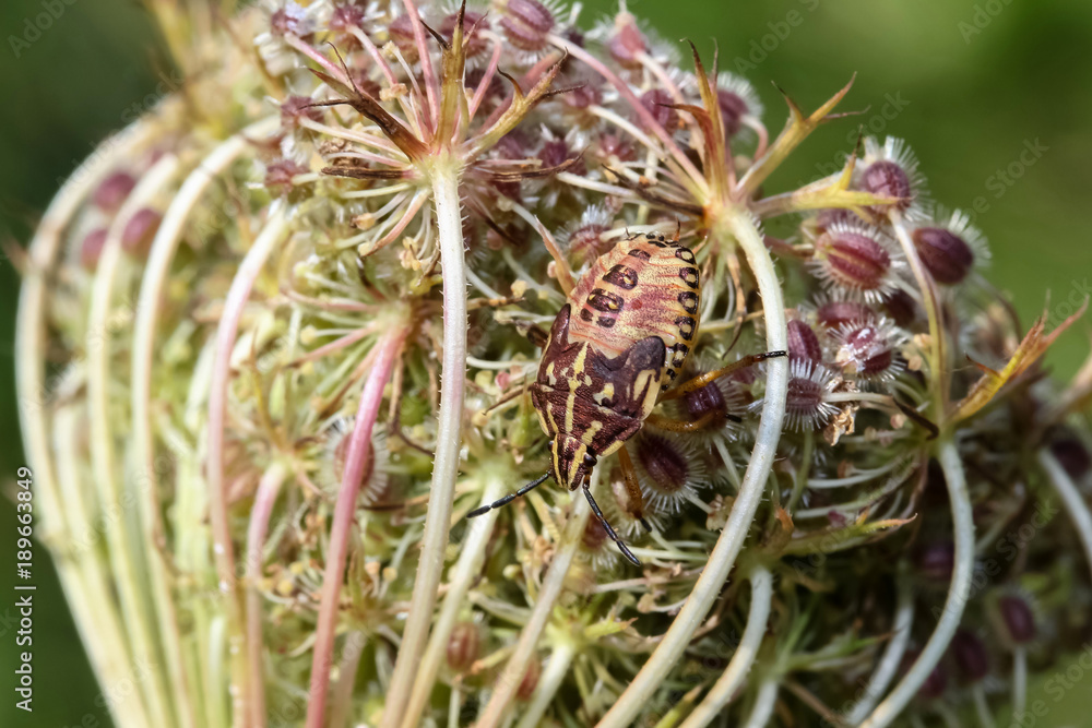 Obraz premium Larve einer Streifenwanze, Graphosoma lineatum