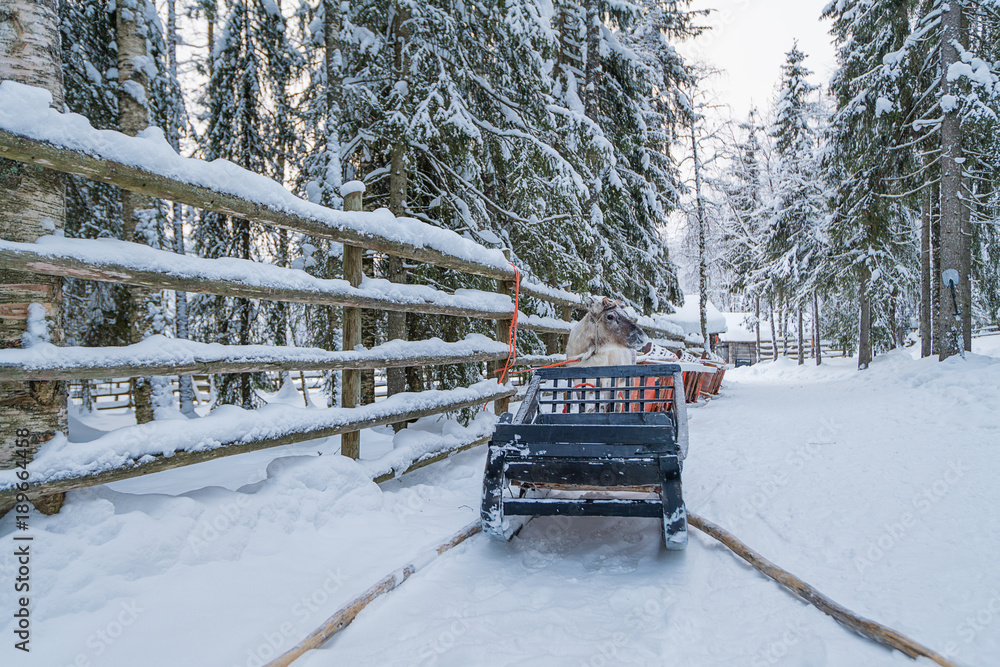 Naklejka premium Winter in Finland