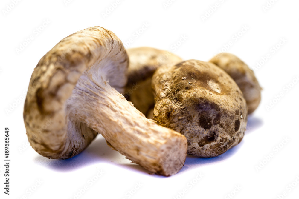 shiitake Shii-Take Shiitake-Pilze isoliert freigestellt auf weißen Hintergrund, Freisteller shiitake Shii-Take Shiitake-Pilze isoliert freigestellt auf weißen Hintergrund, Freisteller