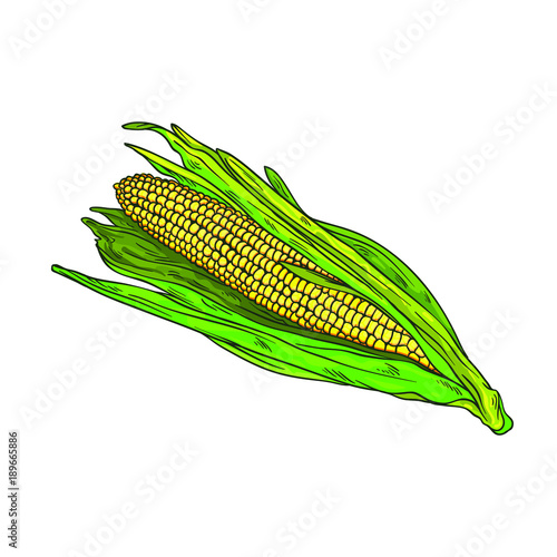 Vector realistic corn. Color version. Isolated on white background. Line art.