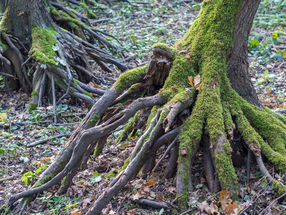 Roots of tree overgrown with moss during autumn in German forest
