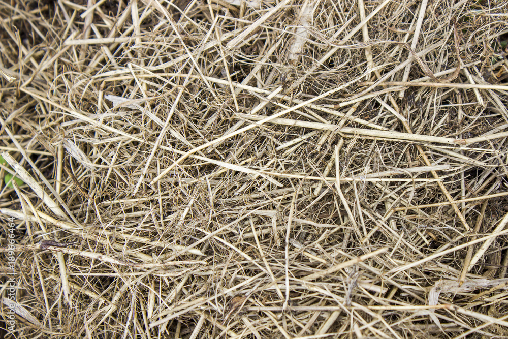 Hay - dry grass, as a background