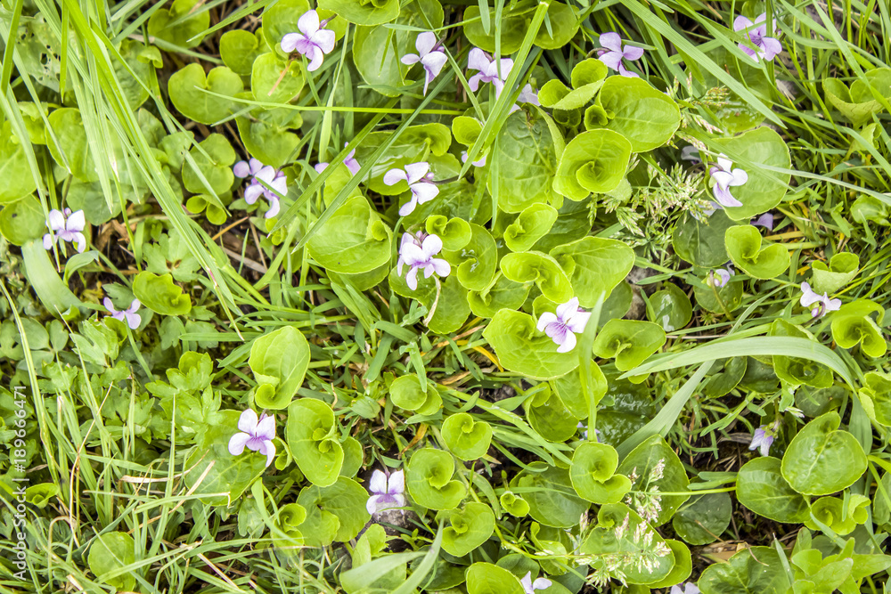 Violet first forest spring flowers - the awakening of nature Violet first forest spring flowers - the awakening of nature